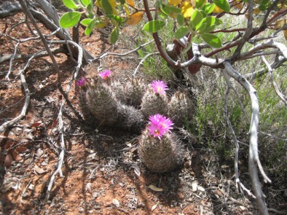 Hedgehog cactus blooming under bush