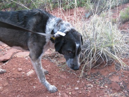Bongo turning from the weeds