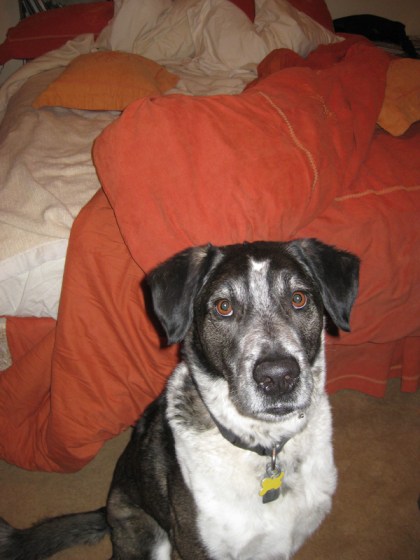 Bongo looking innocent in front of the messy bed
