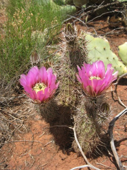 Hedgehog cactus appears to be holding out two flowers