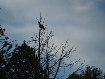 Quail in a tree