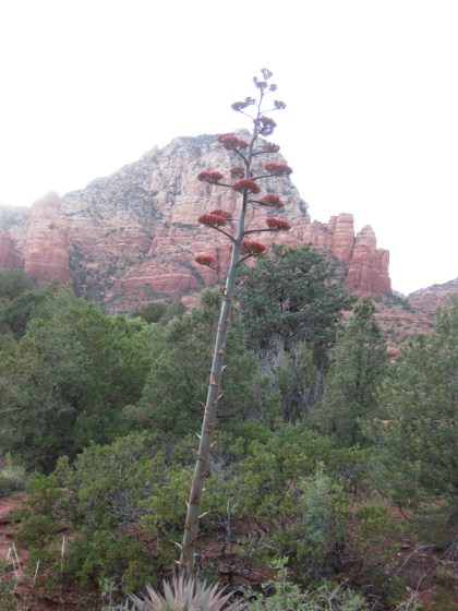 Century Plant in front of Thunder Mountain