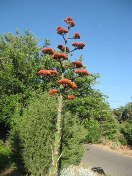 Century plant on a corner