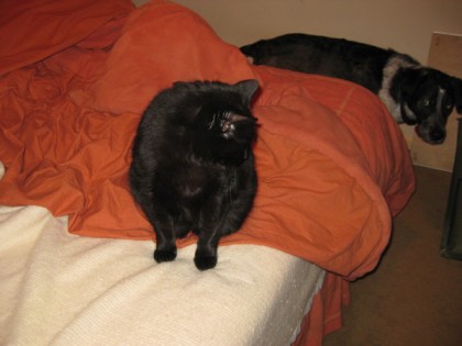 Scratchy on bed with Bongo below