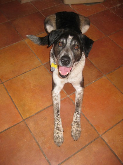 Bongo smiling while on the tiles