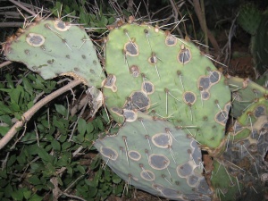 Prickly pear cactus with spots