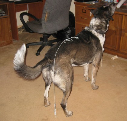 Bongo looking up with string on his back