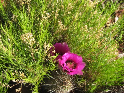 Hedgehog cactus flowers surrounded by a bush