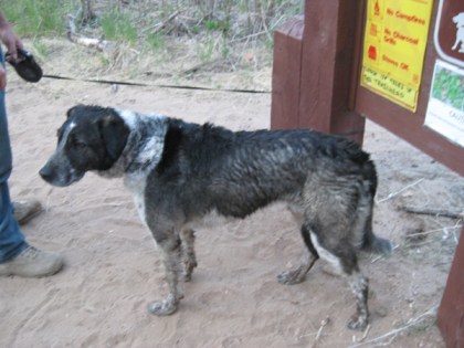 Bongo with his leash tangled around the sign post