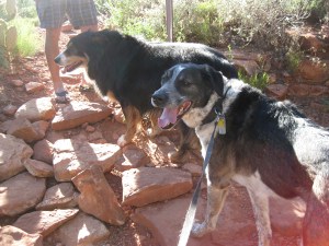 Toby and Bongo on the Trail