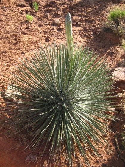 Yucca with a shoot coming out