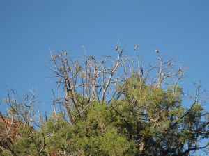 Tree full of birds