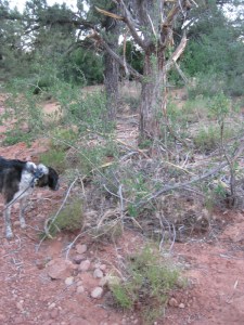 Bongo sniffing around a damaged tree