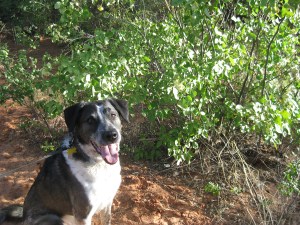 Bongo in front of a bush