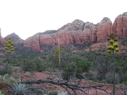 Century plants on a hill