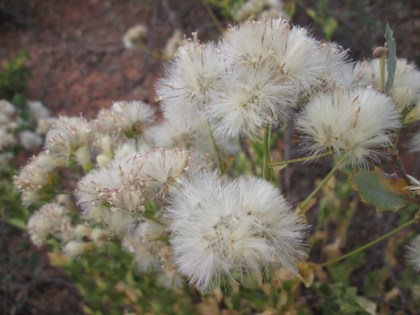 flowers gone to seed