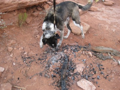 Bongo investigating the old fire