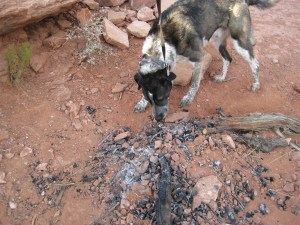 Bongo sniffing the remains of a camp fire