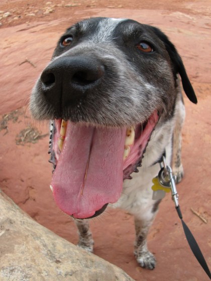 Fish bowl picture of Bongo