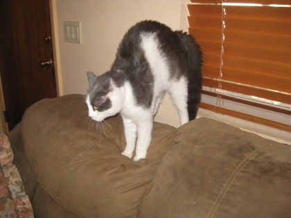 Gizmo arched up on the back of a couch