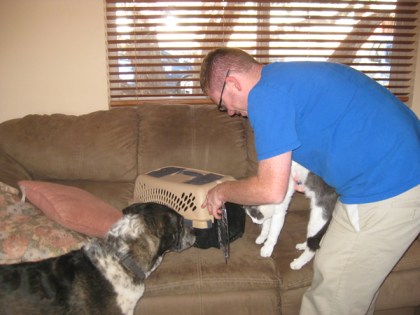 Gizmo being put into a cat cage while Bongo looks