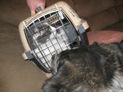 Gizmo being carried away in the cat cage with Bongo looking on