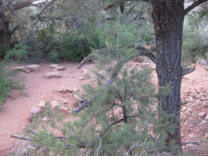 Damaged tree in front of a clearing