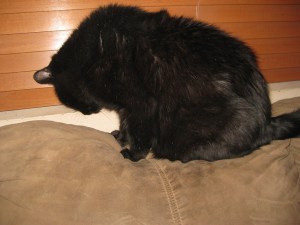 Scratchy looking behind the couch