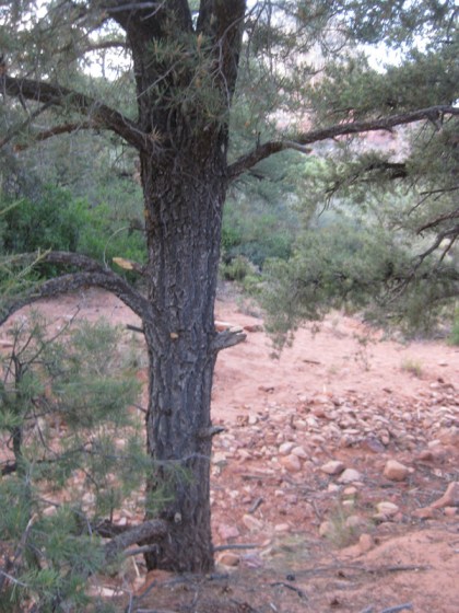 Tree with missing branches