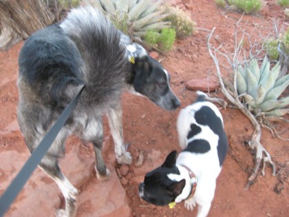 Bongo and little white and black dog