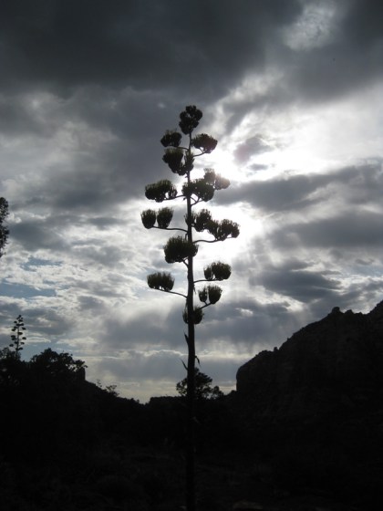 Century plant silhouette against a cloudy sky 