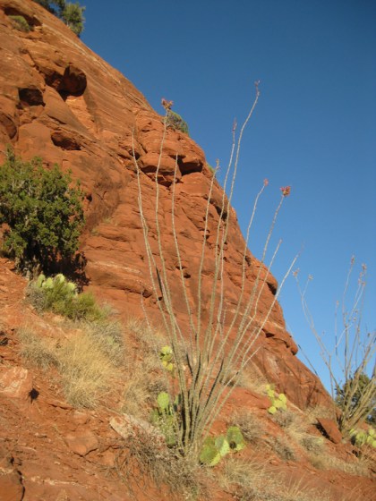 Ocotillo at the edge of Sugarloaf