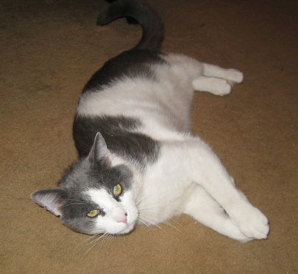 Gizmo lying on the floor looking cute