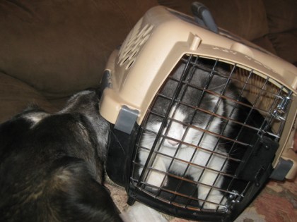 Bongo pushing Gizmo in the cat cage with his nose