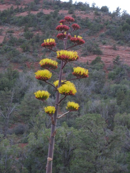 Century plant with intense yellow and red colors