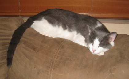 Gizmo sleeping on the back of a couch