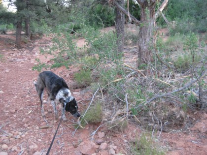 Bongo sniffing for clues