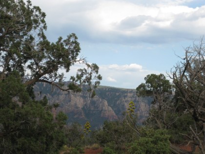 Century plants, trees, and Mogollon Rim