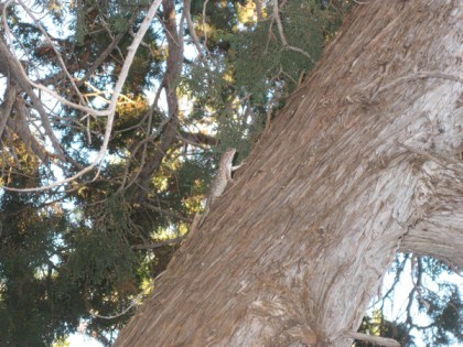 Lizard on a tree trunk