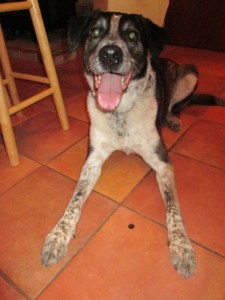 Bongo on the kitchen floor ignoring an olive