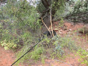 Bongo behind a bunch of bushes
