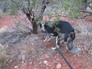 Bongo burying a bone