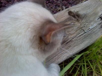 back of cat's head next to railroad tie