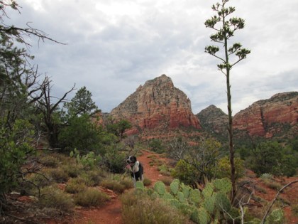 Bongo with a century plant in the foreground and red rocks in the background