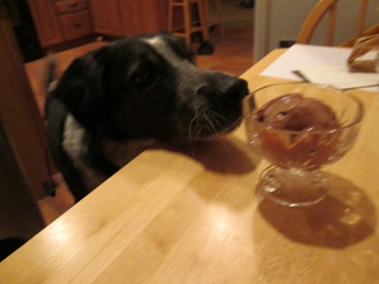 Bongo with his nose up to the ice cream dish