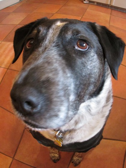 Bongo with a funny face