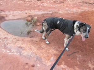 Bongo near a small puddle