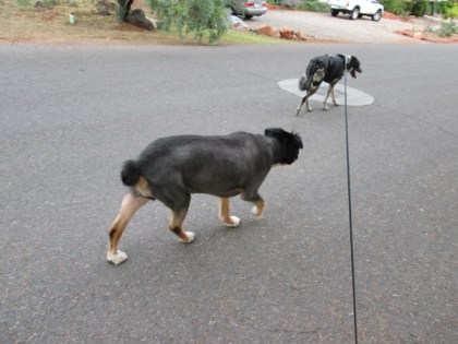 Bongo walking away from Toby