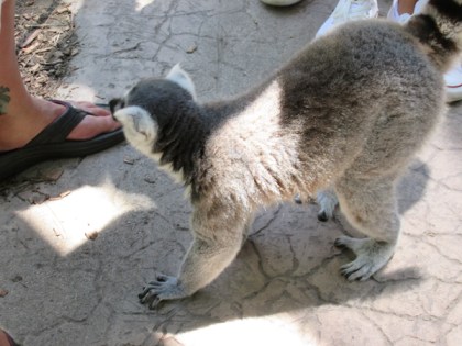 Lemur near someone's foot