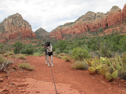 Bongo looking at red rocks